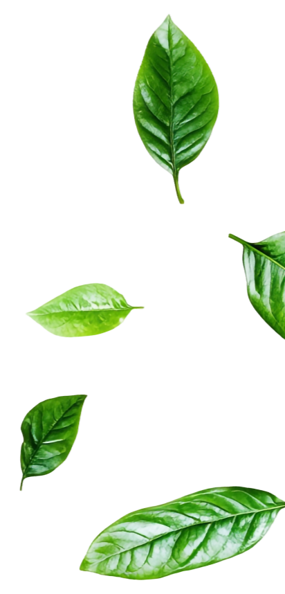 Leaves Background 360° Miracle