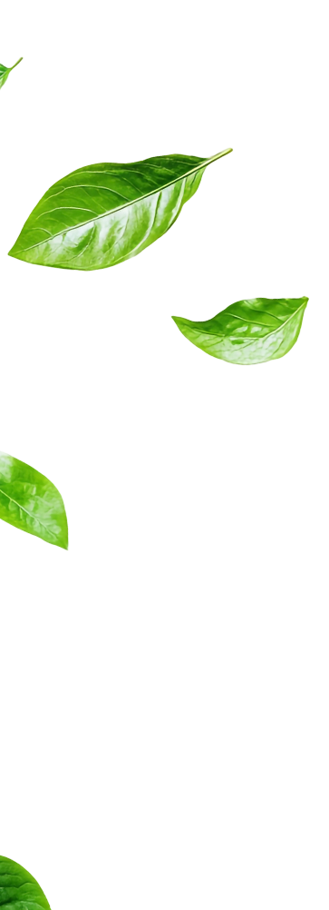 Leaves Background 360° Miracle