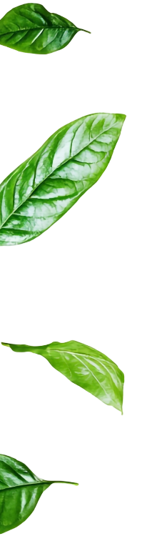 Leaves Background 360° Miracle